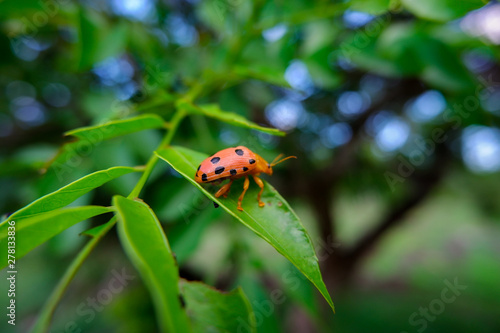 ladybug on a leaf © Ivan