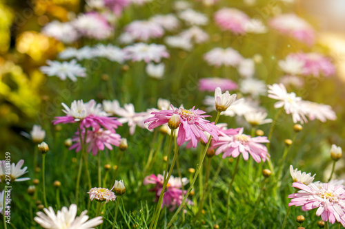 Closeup and crop colorful grassland flowers with sun and lens flare background.