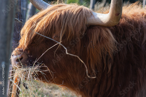 scotish highland cattle