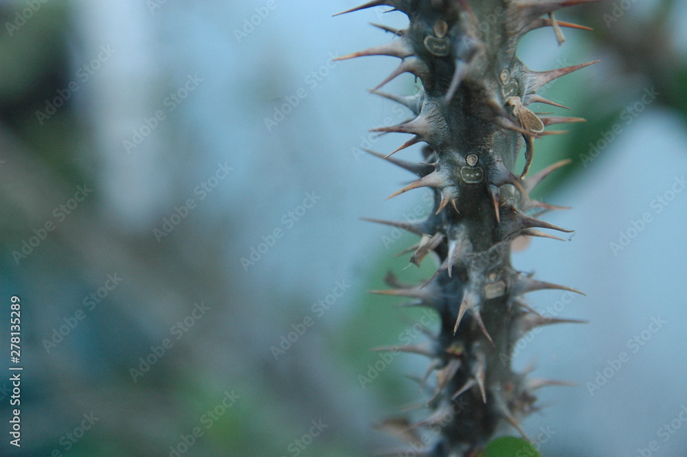 close up thorns blur background texture detail object
