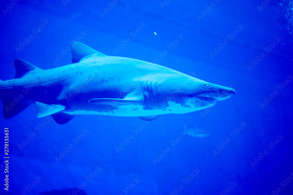 Blurry photo of a Tiger Shark in a blue aquarium. Big teeth of a Tiger Shark
