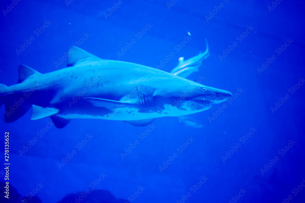 Fototapeta premium Blurry photo of a Tiger Shark in a blue aquarium. Big teeth of a Tiger Shark