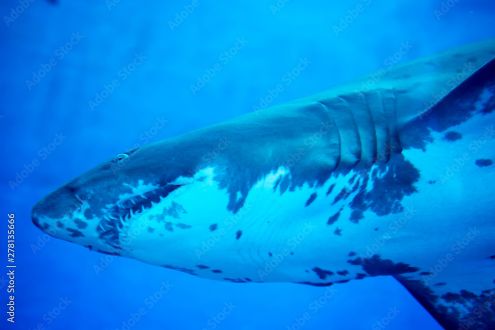 Naklejka premium Blurry photo of a Tiger Shark in a blue aquarium. Big teeth of a Tiger Shark