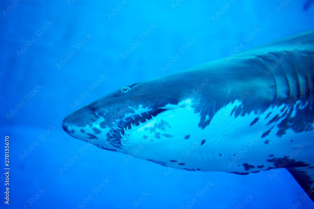 Naklejka premium Blurry photo of a Tiger Shark in a blue aquarium. Big teeth of a Tiger Shark