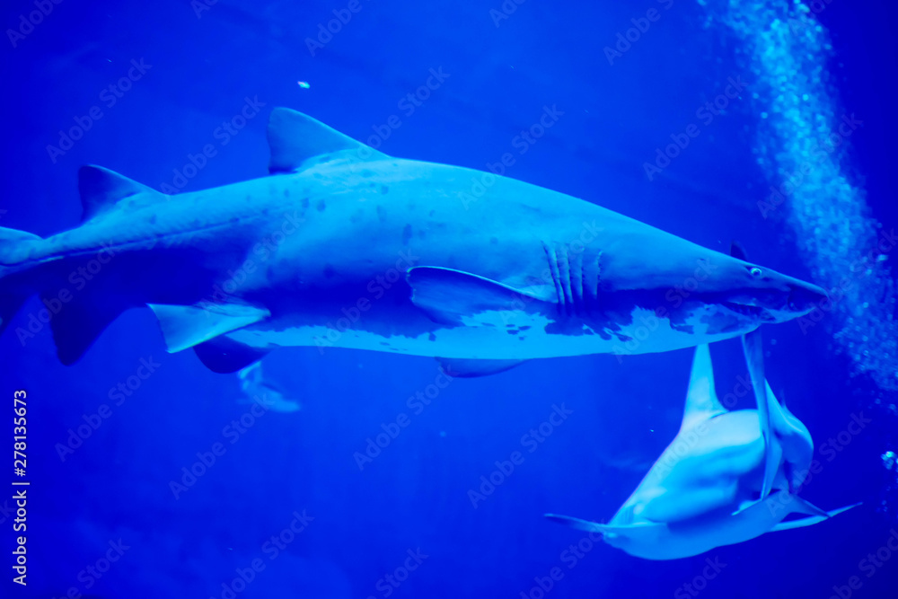 Fototapeta premium Blurry photo of a Tiger Shark in a blue aquarium. Big teeth of a Tiger Shark