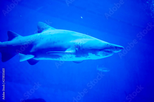 Blurry photo of a Tiger Shark in a blue aquarium. Big teeth of a Tiger Shark