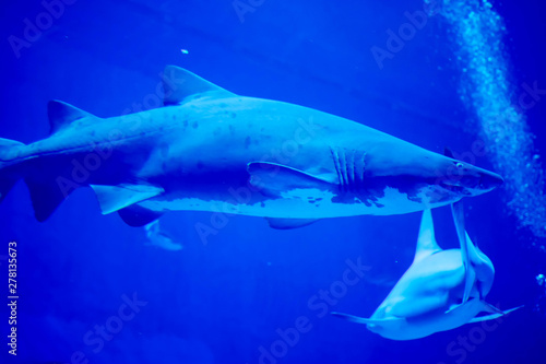 Blurry photo of a Tiger Shark in a blue aquarium. Big teeth of a Tiger Shark