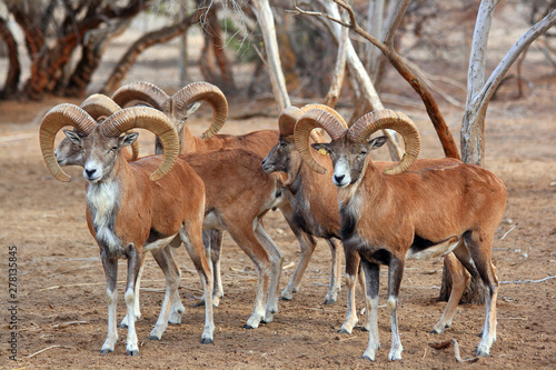 Western Kazakhstan. Mangistau. Chinky Ustyurt. Caspian urial.