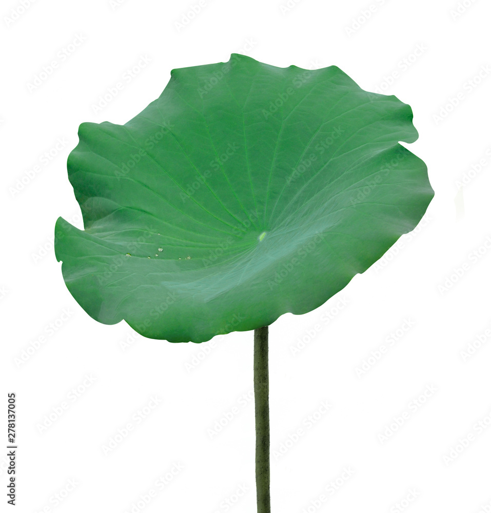 Fototapeta premium lotus isolated on white background.