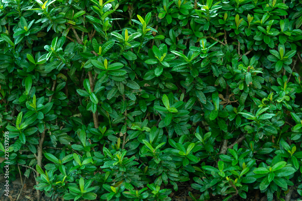 Green nature leaf texture background Green nature leaf texture background