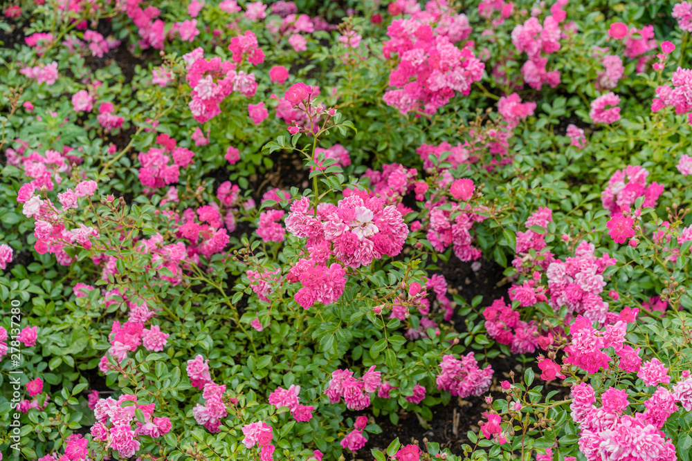 Small pink roses in a city park.