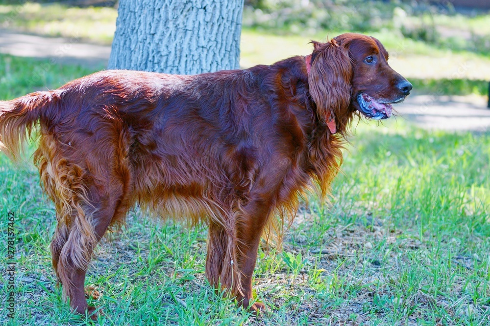 Dog breed Irish Red setter