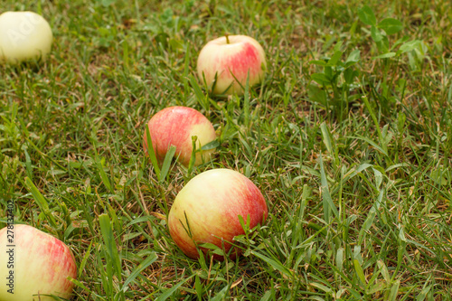 Red apples on green grass in the orchard