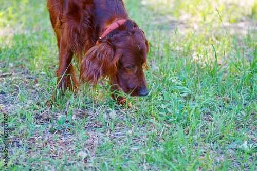 Obraz na płótnie Dog breed Irish Red setter