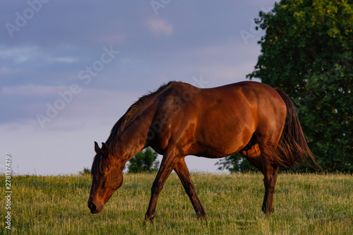 Chestnut horse grazing in the sun