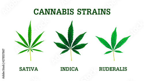 Cannabis strains. sativa, indica and ruderalis leaves. Realistic vector illustration of the plant isolated on white background.