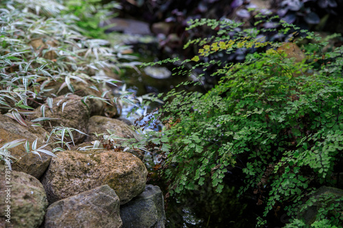 Maiden fern by the stream on the background of stones and tradescantia.