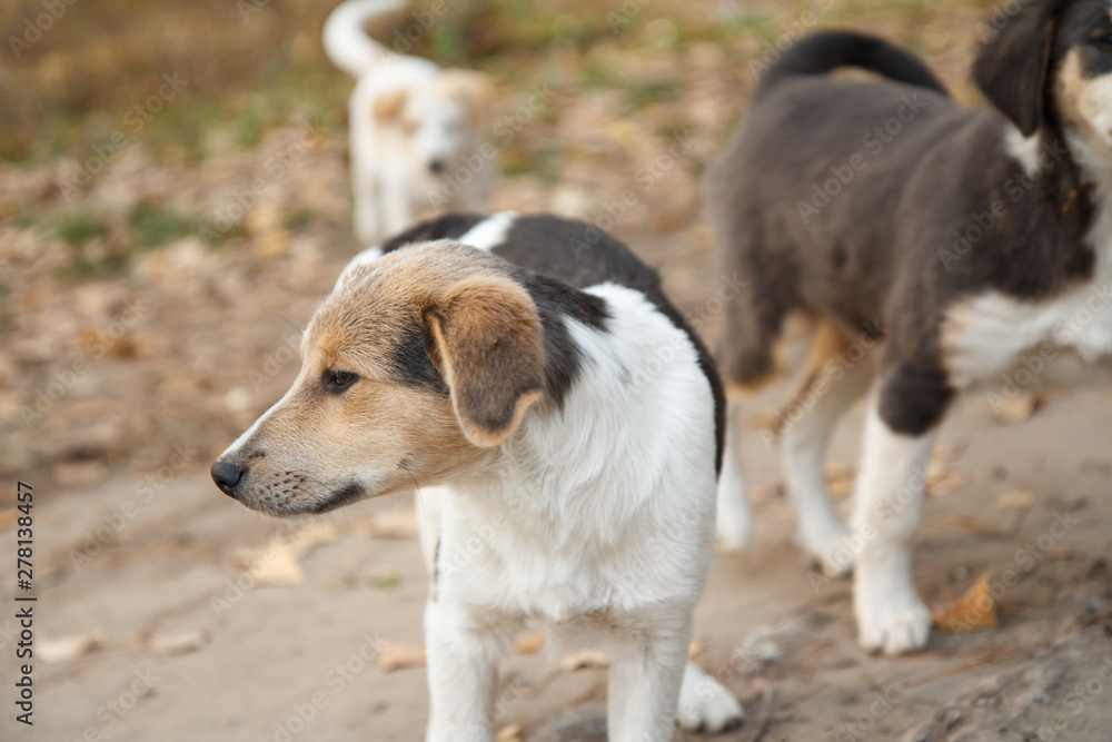 Homeless puppy looking at something on the road in the forest. Homeless puppy looking at something on the road in the forest.