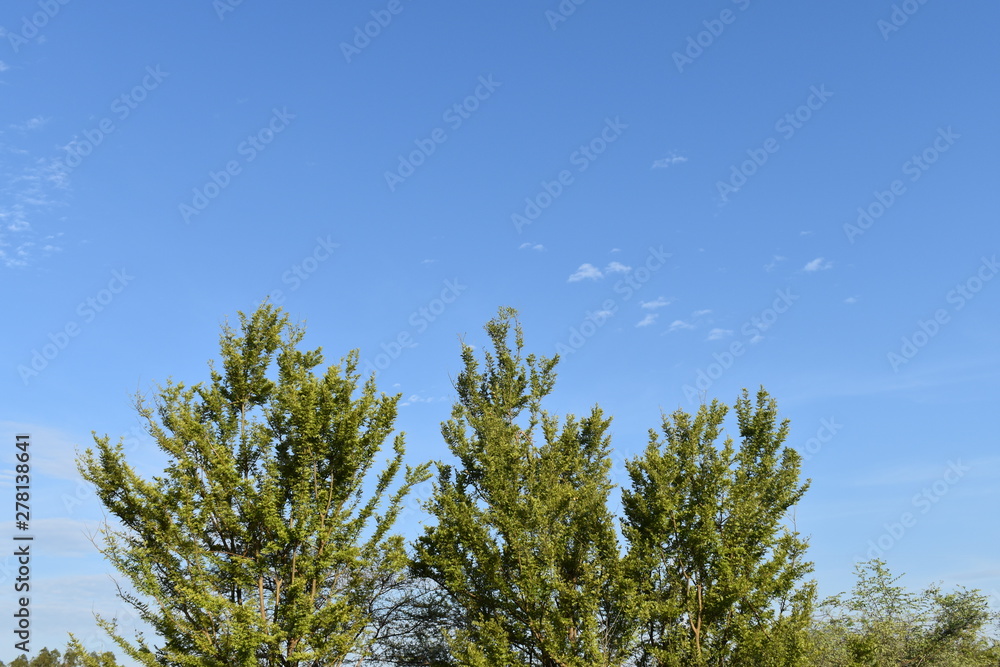 THREE GREEN COLORED TREES AND THE GREEN SKY THREE GREEN COLORED TREES AND THE GREEN SKY