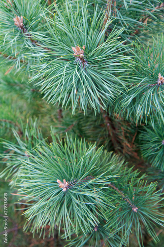 Branches of pine tree with natural background.