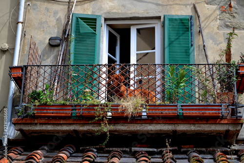 View of a Dog Sitting on A Balcony With Window on a Quiet Street in The Tuscan Town of Siena