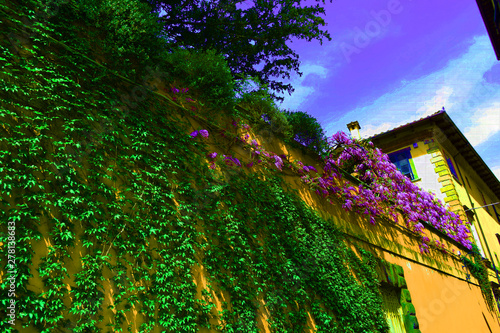 View of an Ivy Covered Wall with Purple Lavender Outside a Villa in the Chianti Wine Region in Tuscany Italy