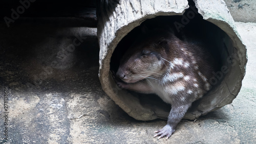Obraz na płótnie cuniculus spotted Paca
