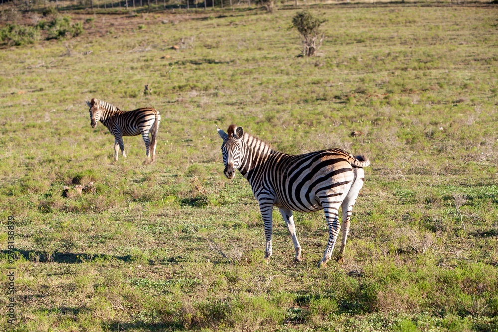 Fototapeta premium zebra in field