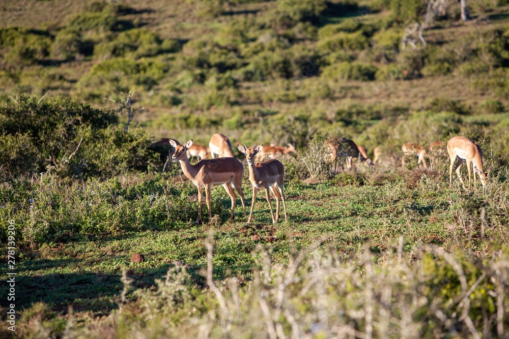 South African antelope South African antelope