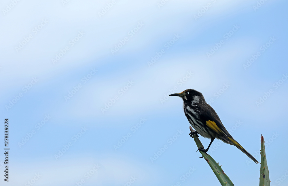 Obraz premium Australischer Vogel Weißaugen-Honigfresser