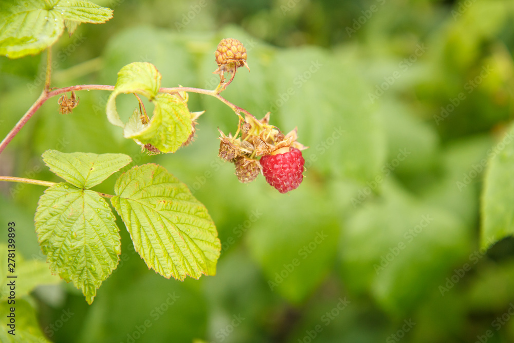 Ripe raspberry in the fruit garden. Selective focus. Ripe raspberry in the fruit garden. Selective focus.