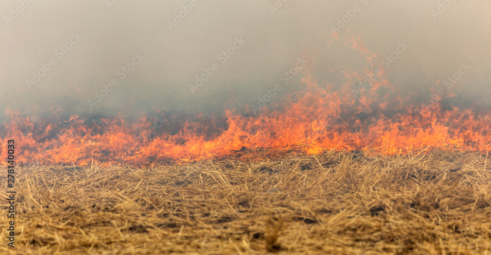 Forest and steppe fires dry completely destroy the fields and steppes during a severe drought. Disaster brings regular damage to nature and economy of region. Lights field with the harvest of wheat Forest and steppe fires dry completely destroy the fields and steppes during a severe drought. Disaster brings regular damage to nature and economy of region. Lights field with the harvest of wheat