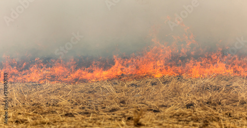 Forest and steppe fires dry completely destroy the fields and steppes during a severe drought. Disaster brings regular damage to nature and economy of region. Lights field with the harvest of wheat © Aleksandr Lesik
