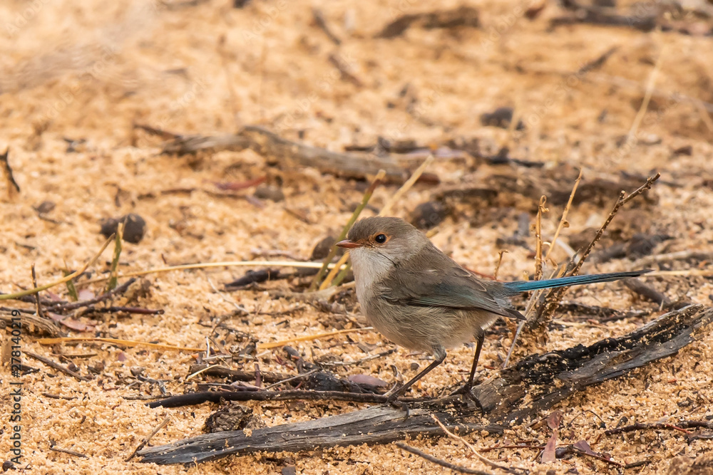 Obraz premium Splendid Fairywren (Malurus splendens) race 