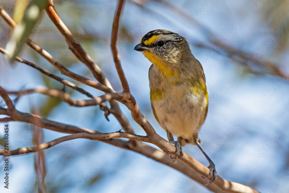 Striated Pardalote (Pardalotus striatus) race Striated Pardalote (Pardalotus striatus) race