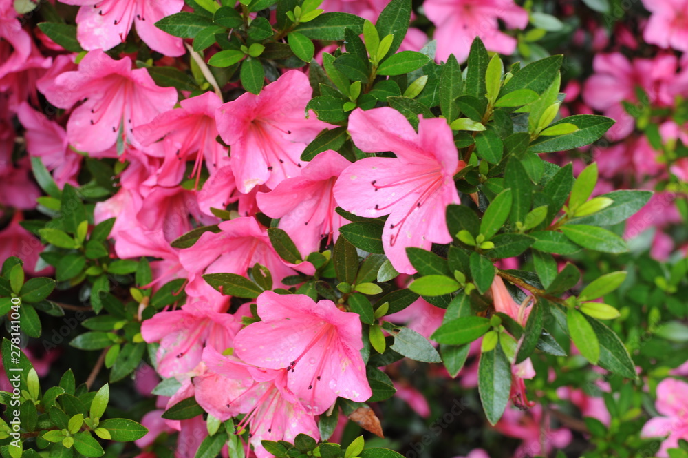 Pink Japanese azalea rhododendron flowers blooming in a garden during summer Pink Japanese azalea rhododendron flowers blooming in a garden during summer