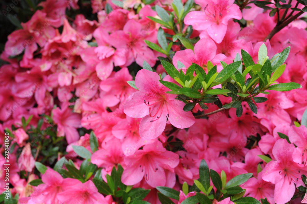 Pink Japanese azalea rhododendron flowers blooming in a garden during summer Pink Japanese azalea rhododendron flowers blooming in a garden during summer