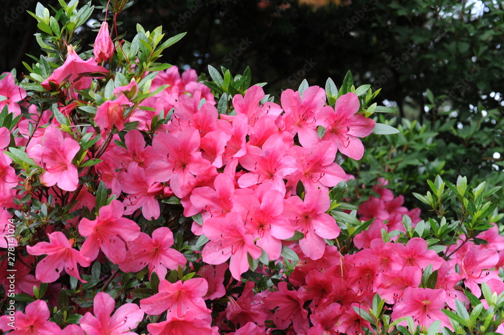 Pink Japanese azalea rhododendron flowers blooming in a garden during summer Pink Japanese azalea rhododendron flowers blooming in a garden during summer