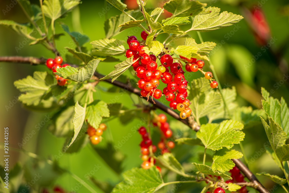 Currant tree with ripe fruits close up under bright sunshine Currant tree with ripe fruits close up under bright sunshine