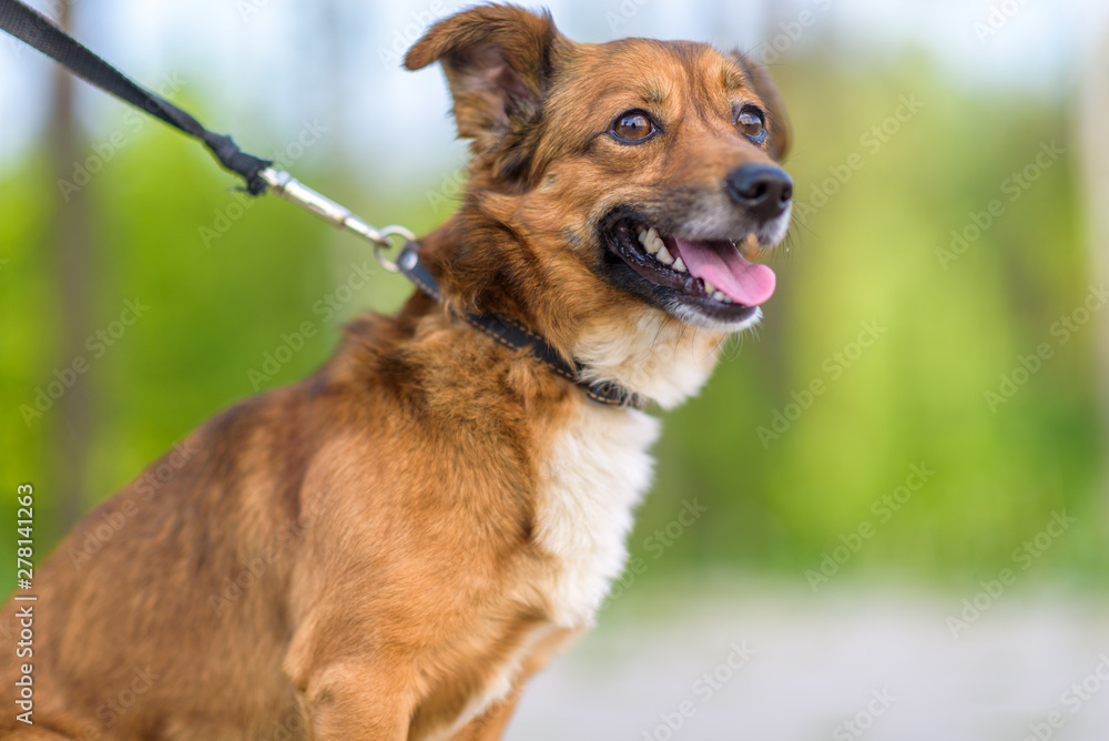 Naklejka premium Domestic mongrel dog on a walk in the park on a leash.
