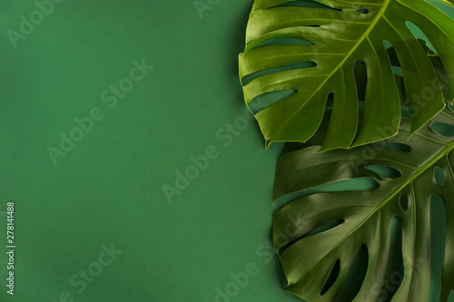 tropical green leaves monstera on green background top view. Flat lay. Copy space