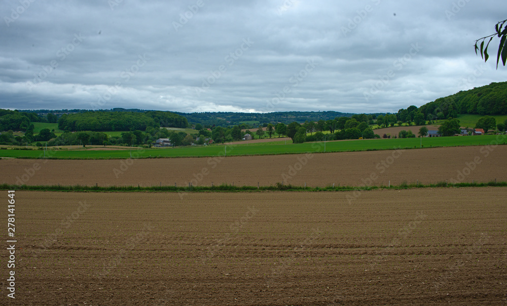 Agricultural field with small corns growing and cloudy sky Agricultural field with small corns growing and cloudy sky