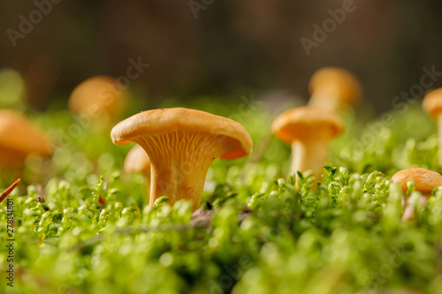 Chanterelle mushrooms on green forest moss. Bright mushrooms in the summer forest.