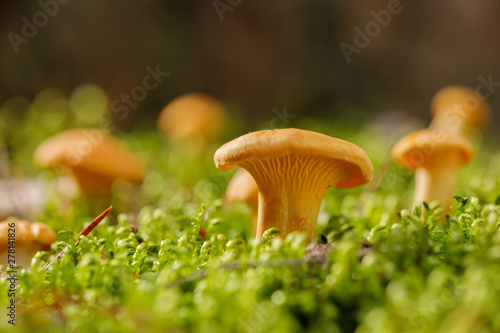 Chanterelle mushrooms on green forest moss. Bright mushrooms in the summer forest.