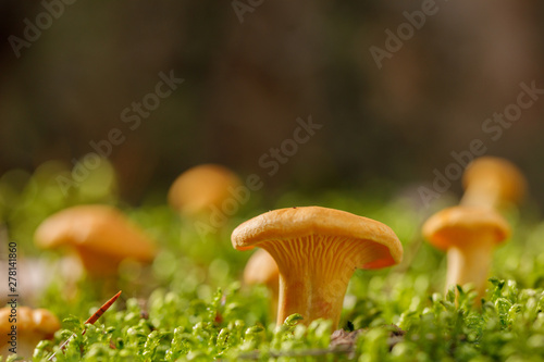 Chanterelle mushrooms on green forest moss. Bright mushrooms in the summer forest.