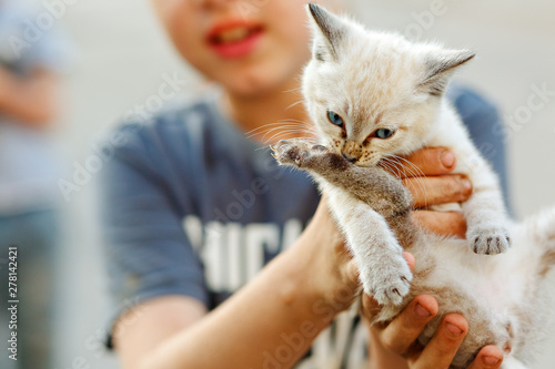 Little white wild kitten sitting on the hands of a boy. Close-up. Animal care concept