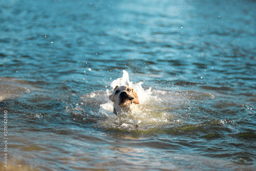 Labrador floats along the sea
