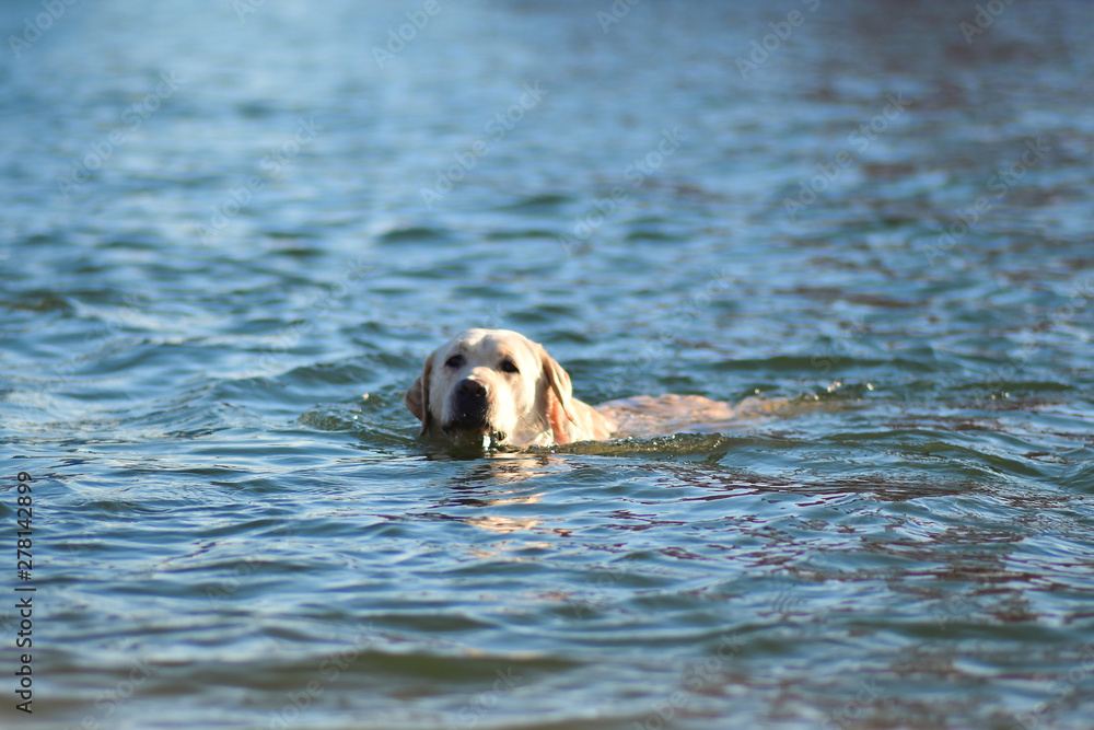 Labrador floats along the sea