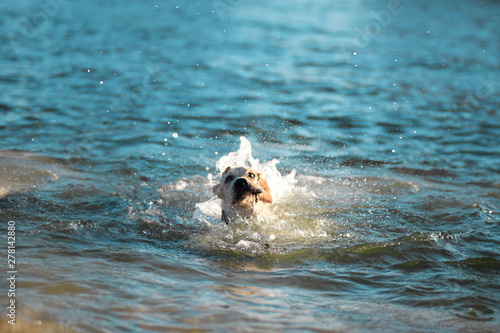 Labrador floats along the sea