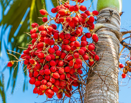 Foxtail palm on the tree at Phatthatlung Thailand.